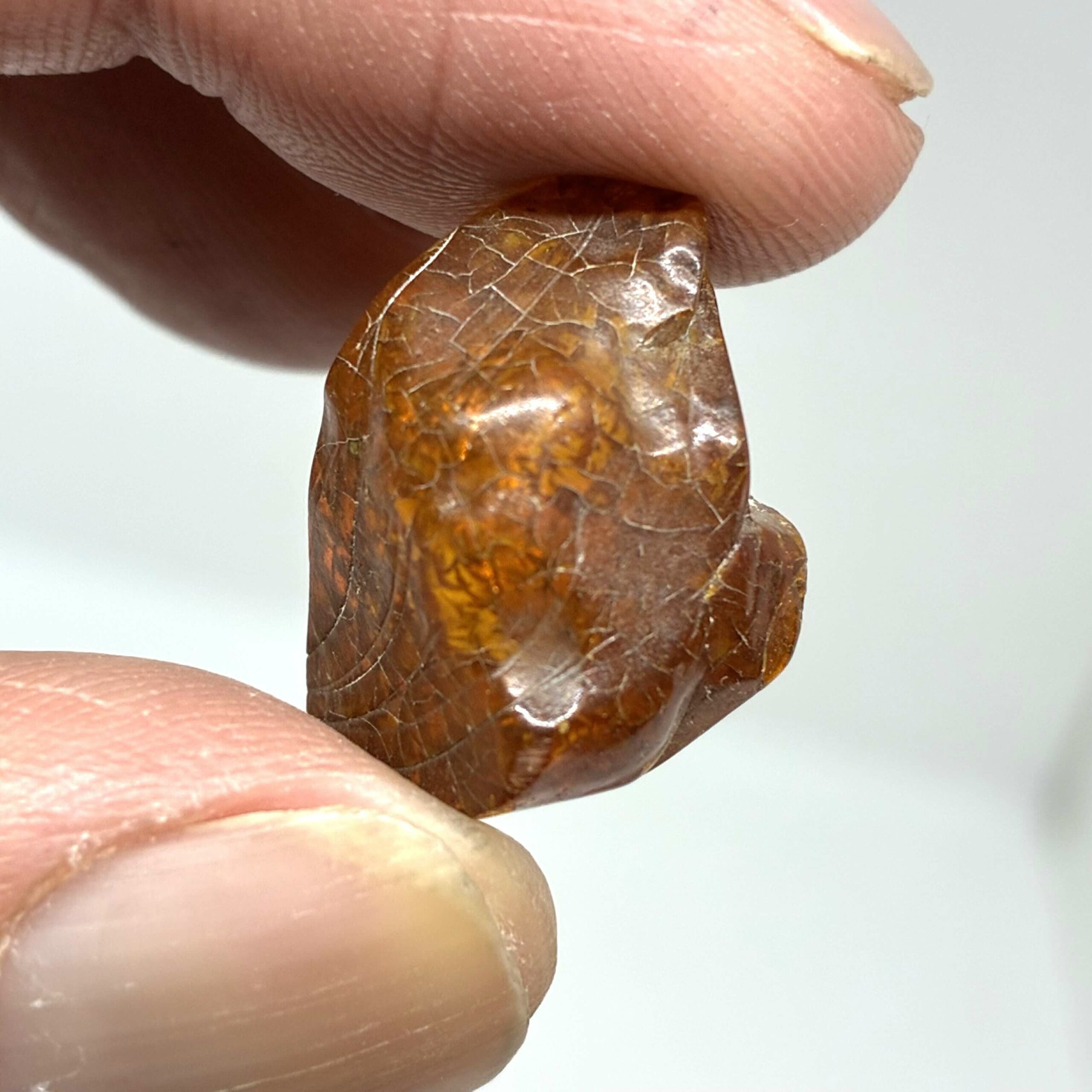 Rav med insekt inklusion