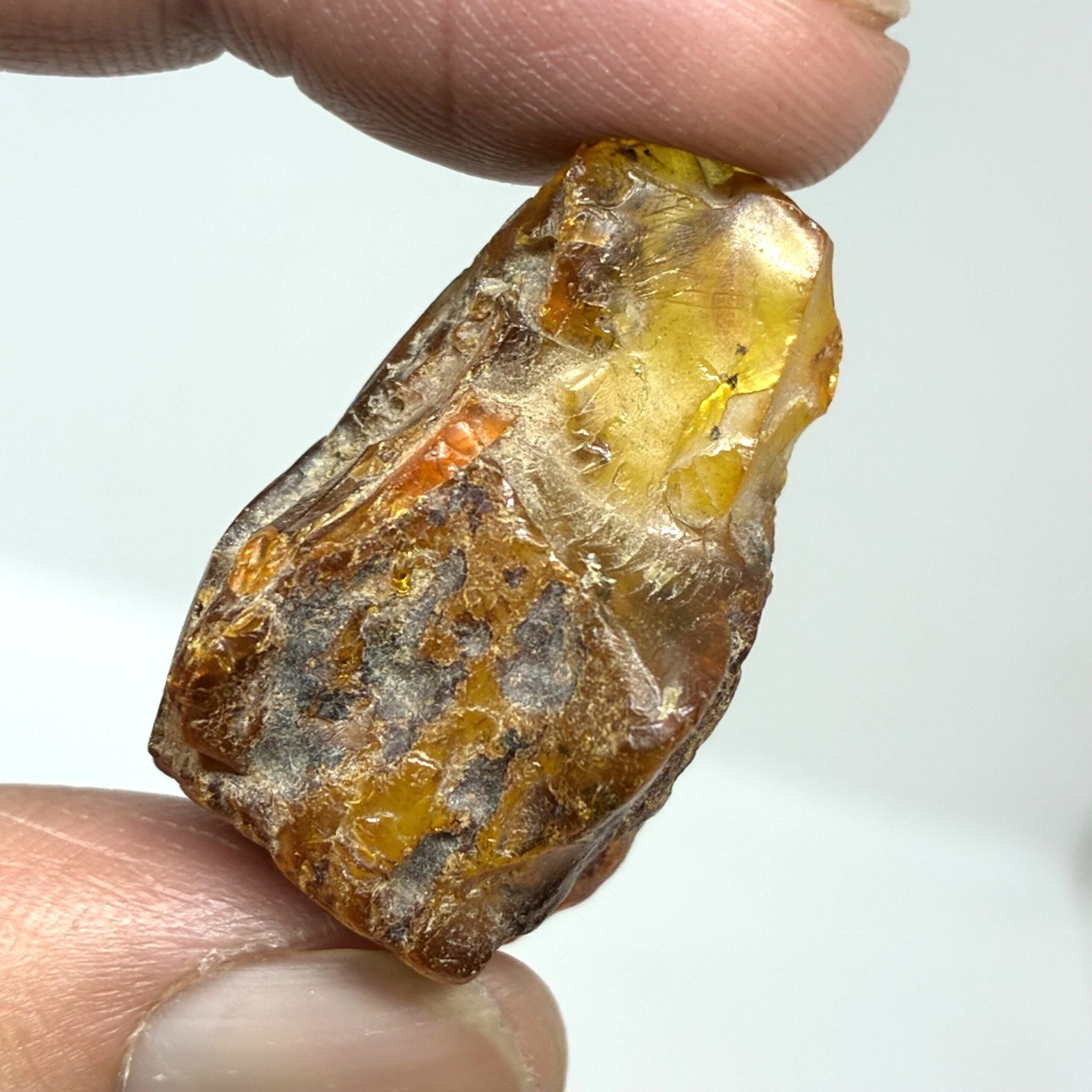 Rav med insekt inklusion