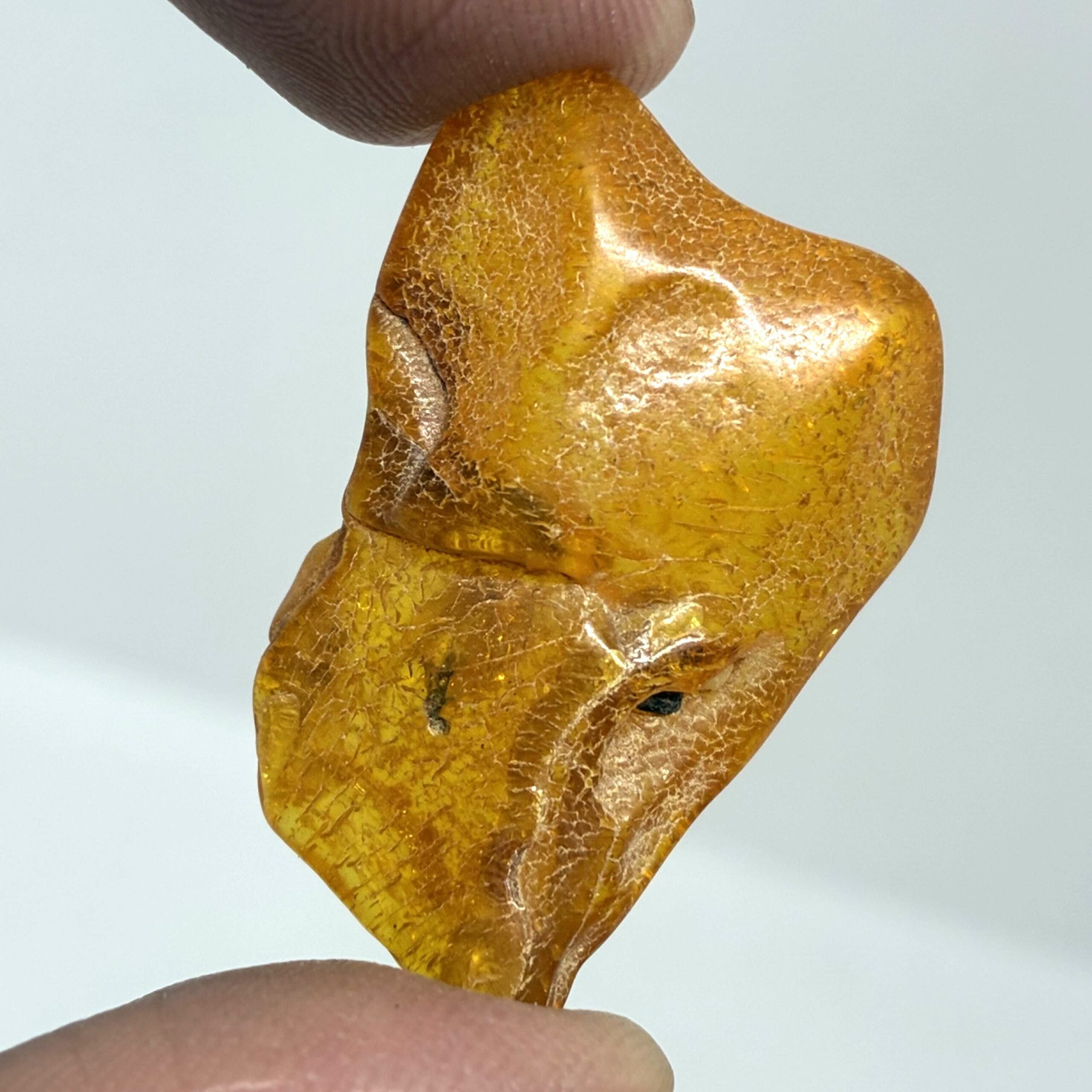 Rav med insekt inklusion