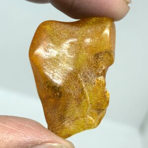 Rav med insekt inklusion