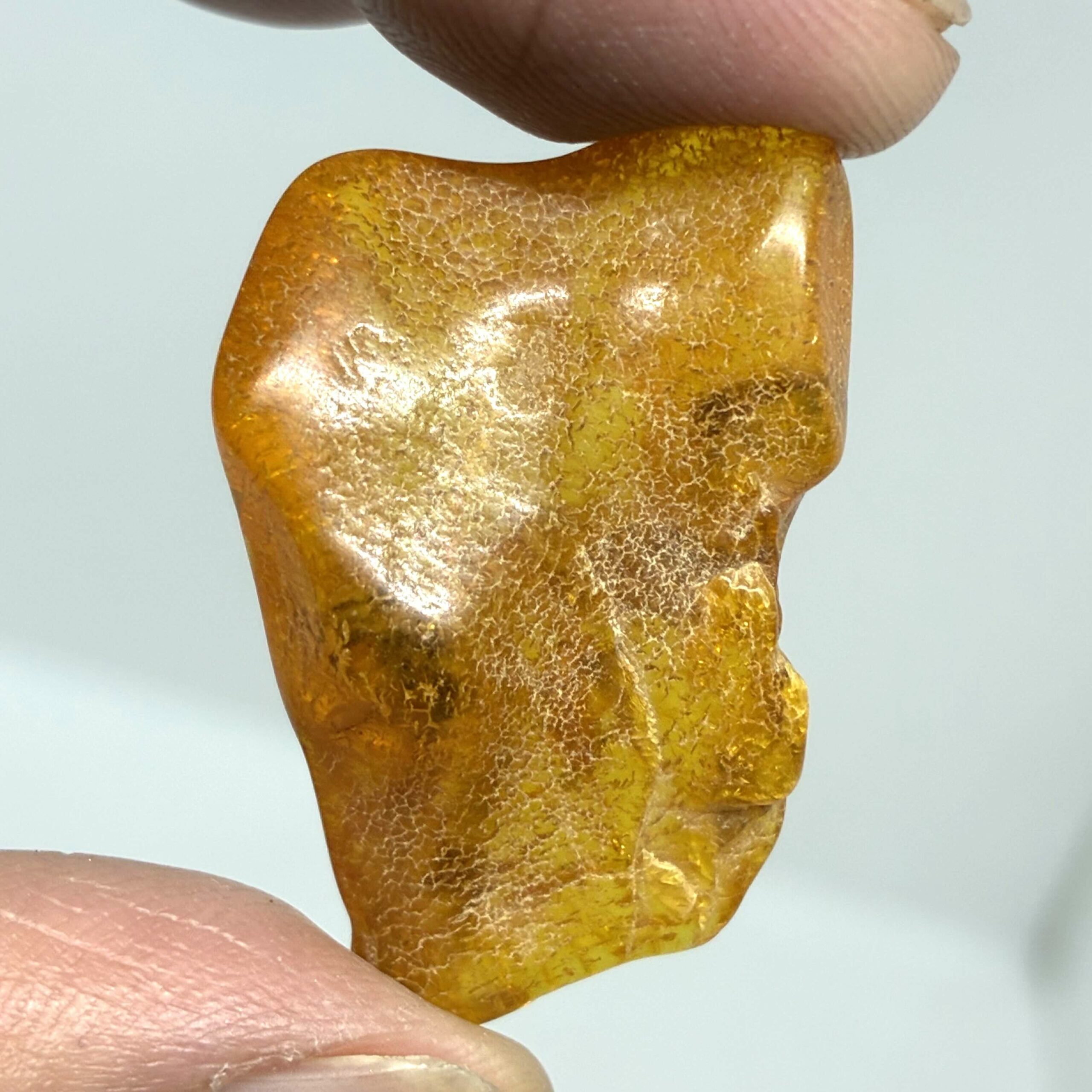 Rav med insekt inklusion