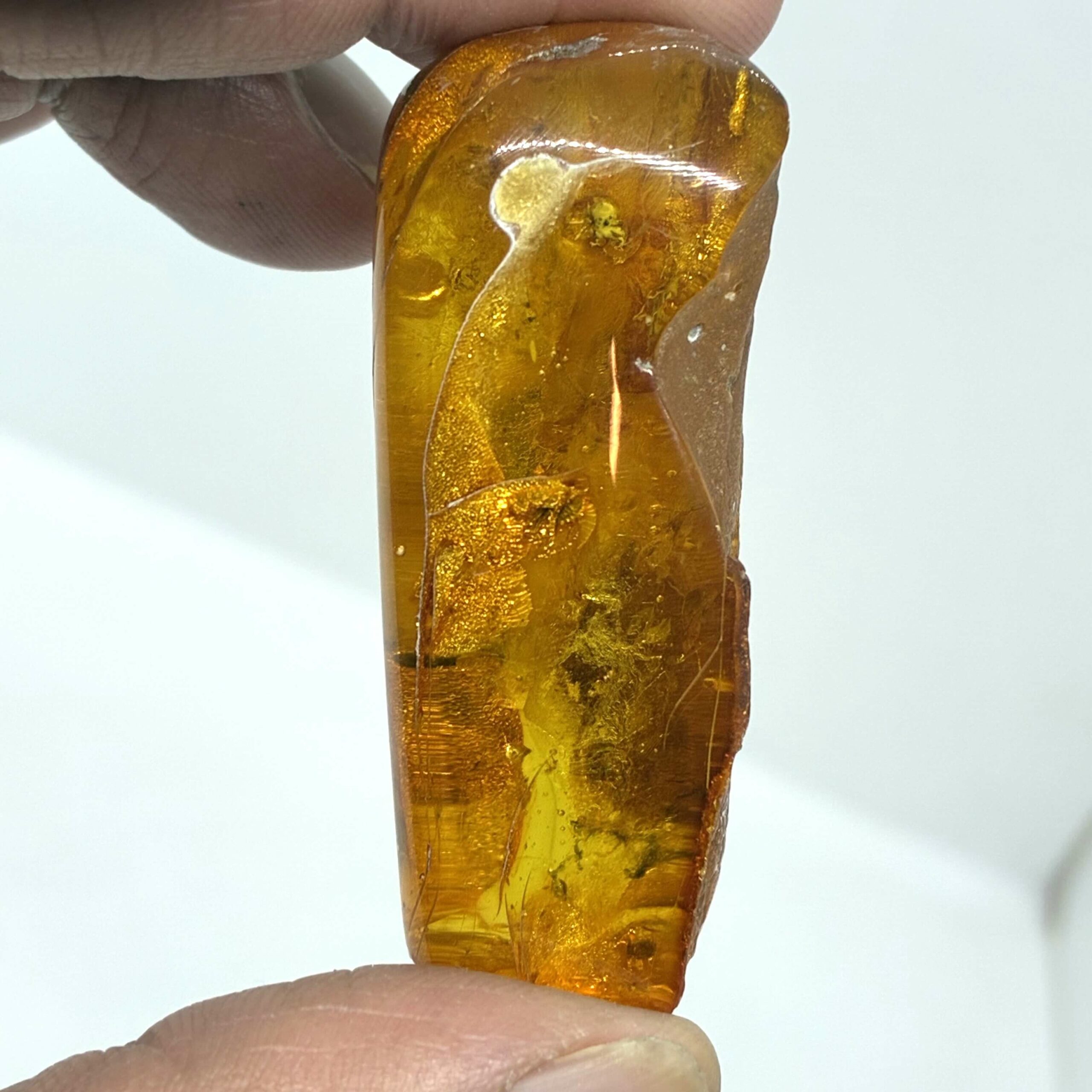 Rav med insekt inklusion