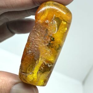 Rav med insekt inklusion