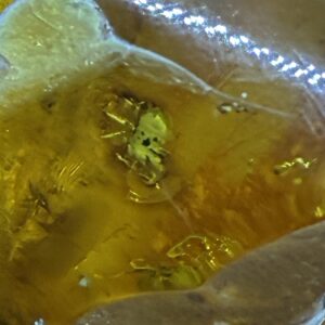 Rav med insekt inklusion