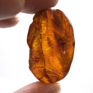 Rav med insekt inklusion