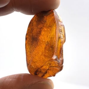 Rav med insekt inklusion