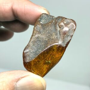 Rav med insekt inklusion