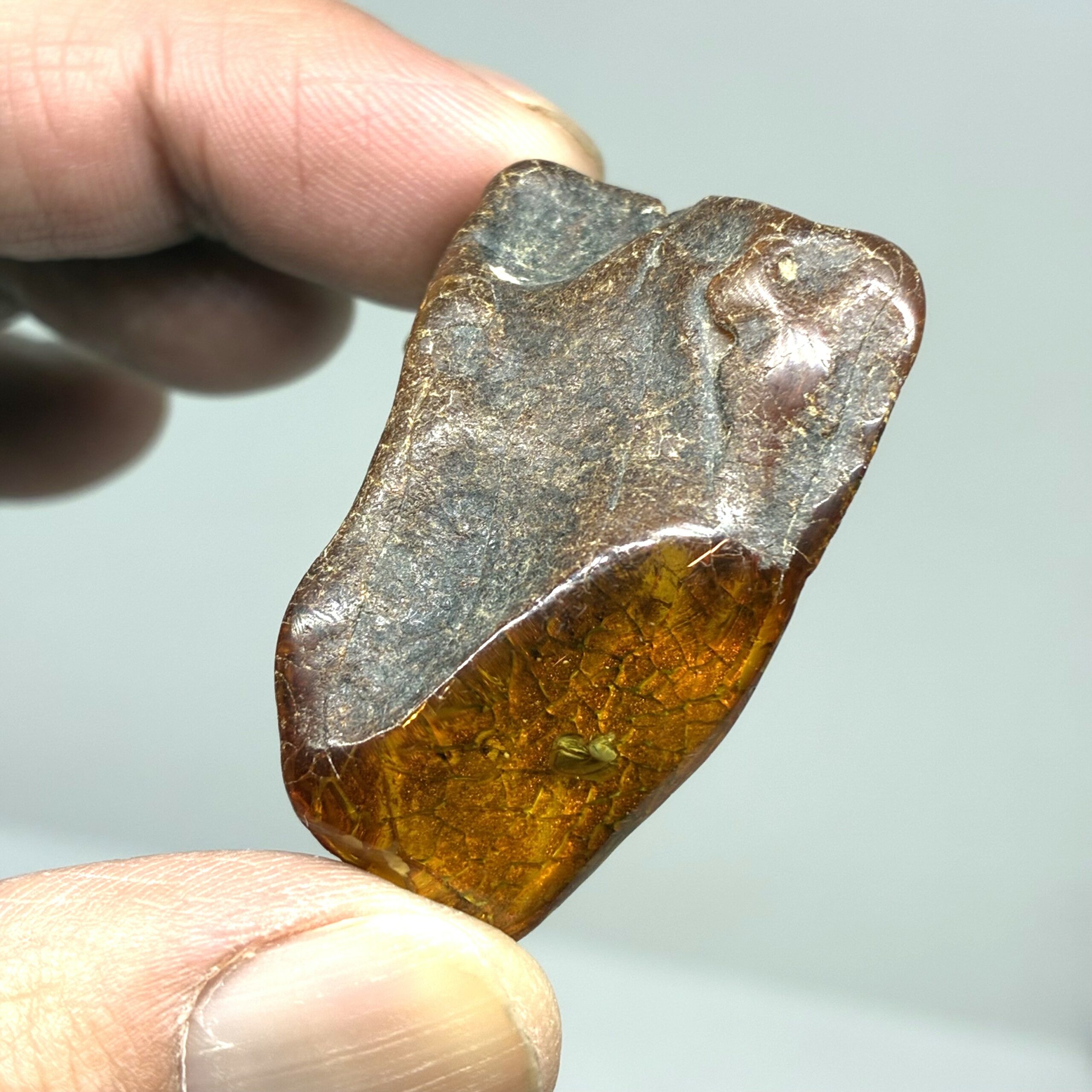 Rav med insekt inklusion