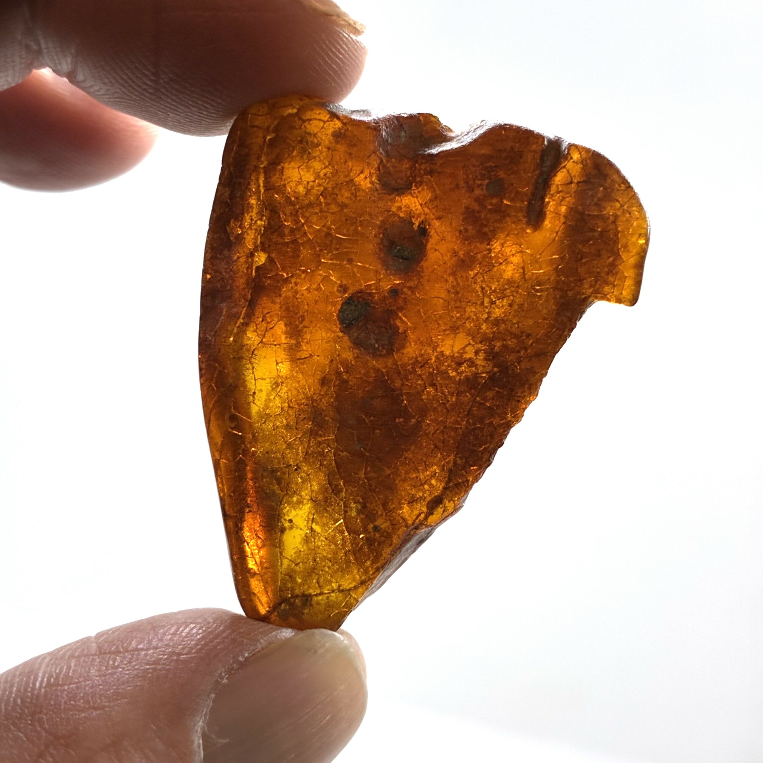 Rav med insekt inklusion