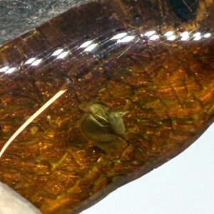 Rav med insekt inklusion