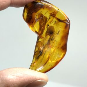 Rav med insekt inklusion