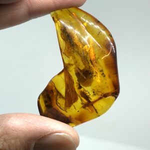 Rav med insekt inklusion