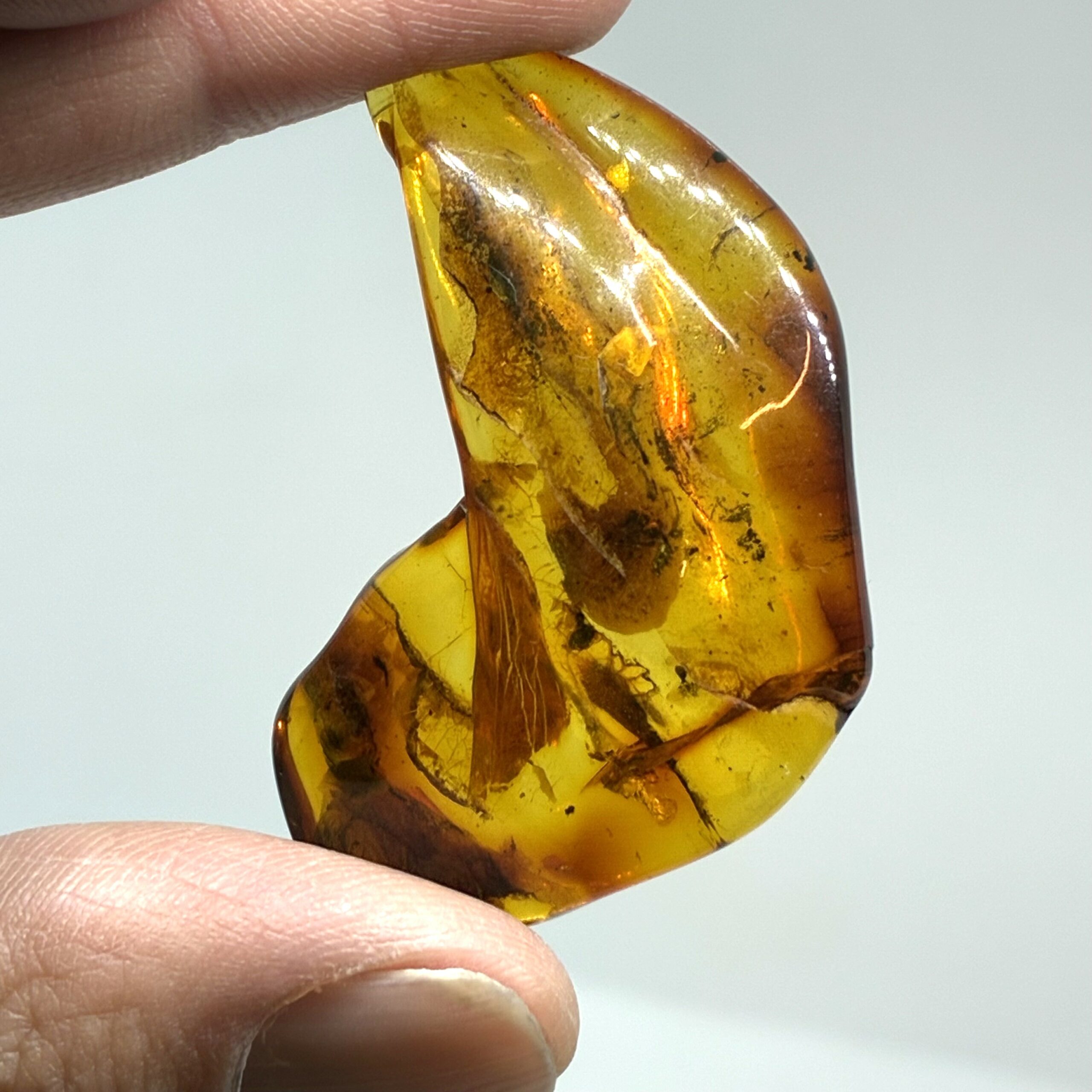 Rav med insekt inklusion