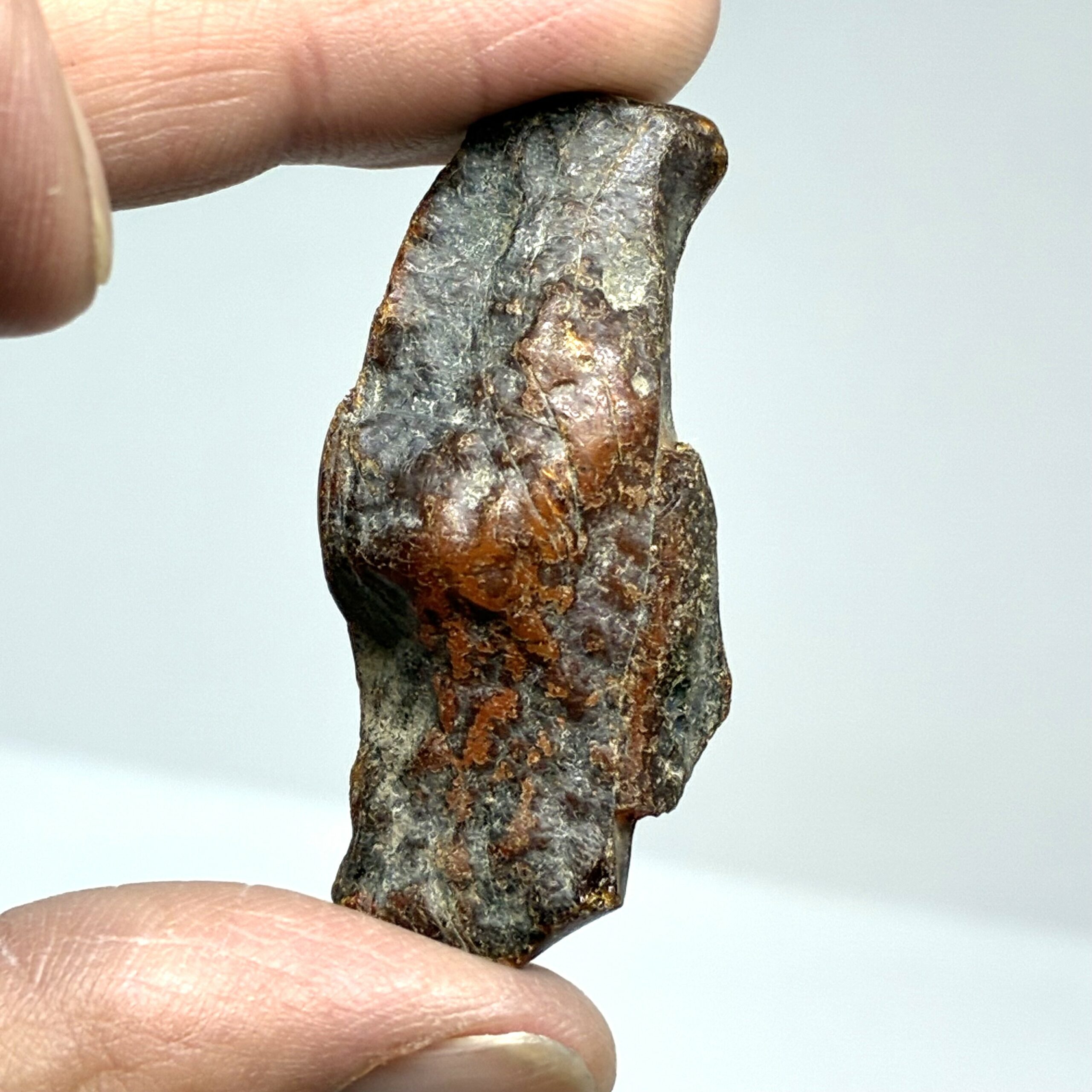 Rav med insekt inklusion