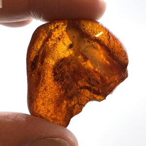 Rav med insekt inklusion