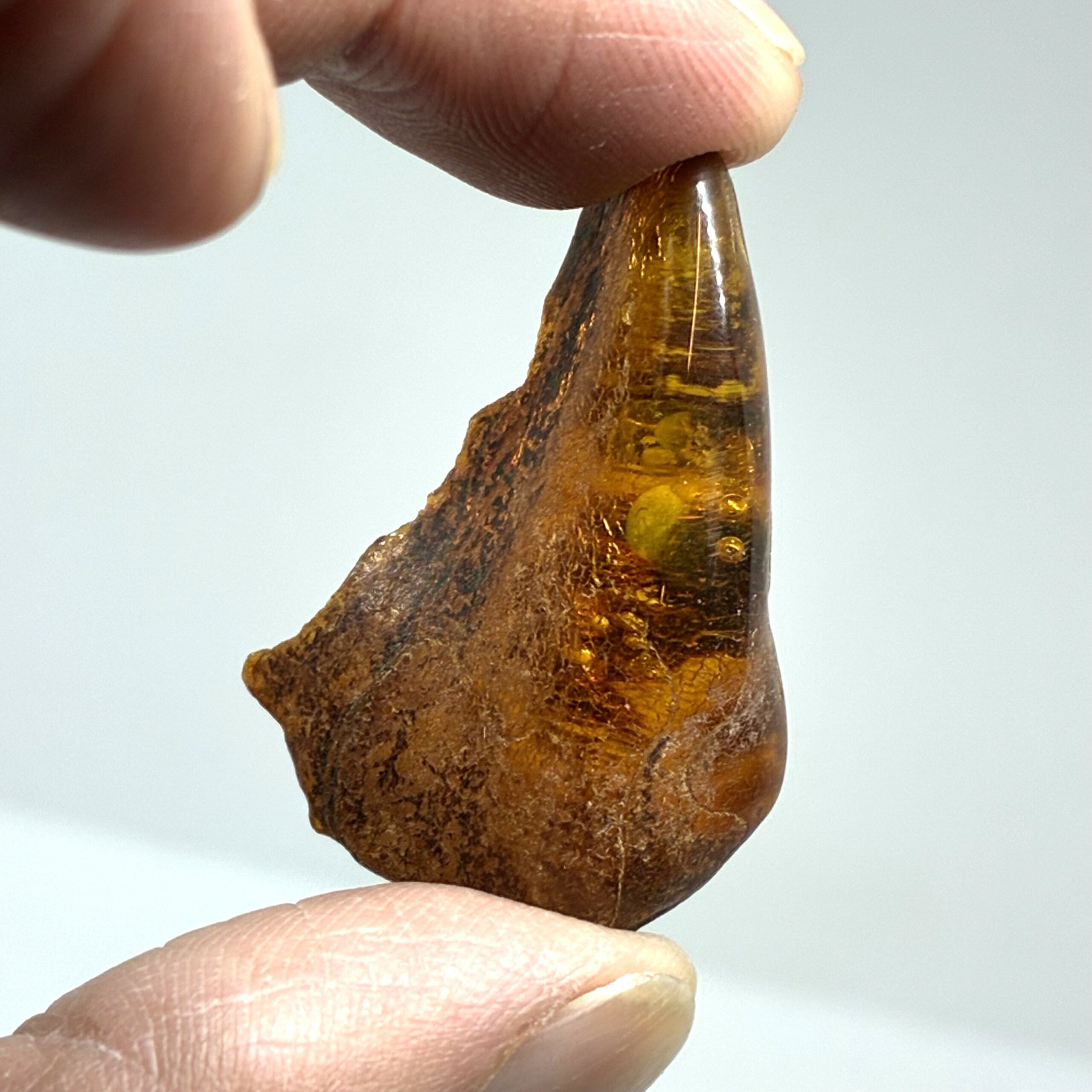 Rav med insekt inklusion