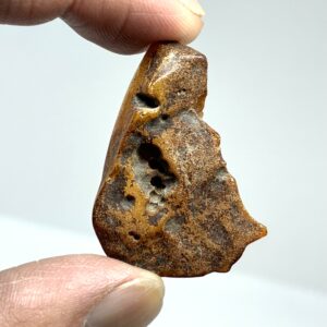 Rav med insekt inklusion