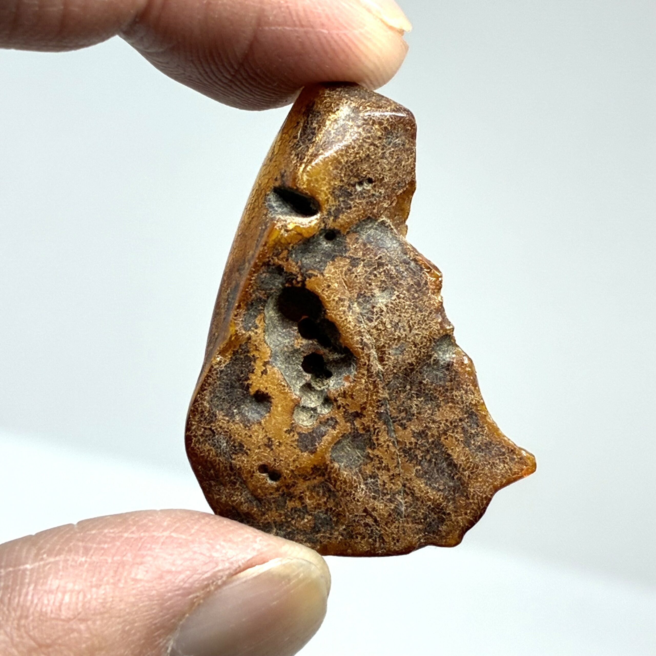 Rav med insekt inklusion