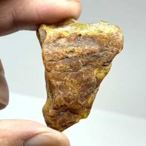 Rav med insekt inklusion