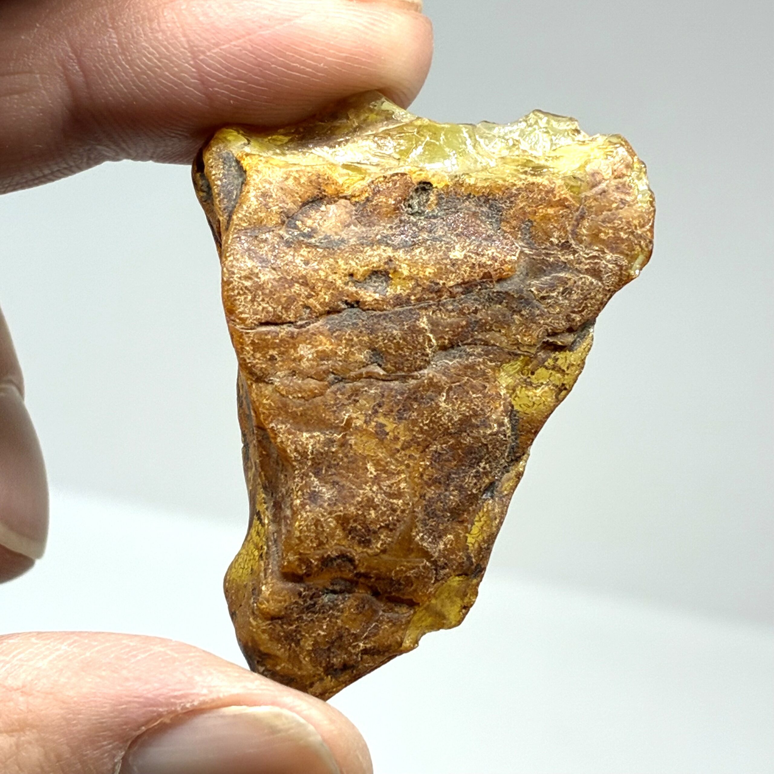 Rav med insekt inklusion