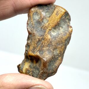 Rav med insekt inklusion