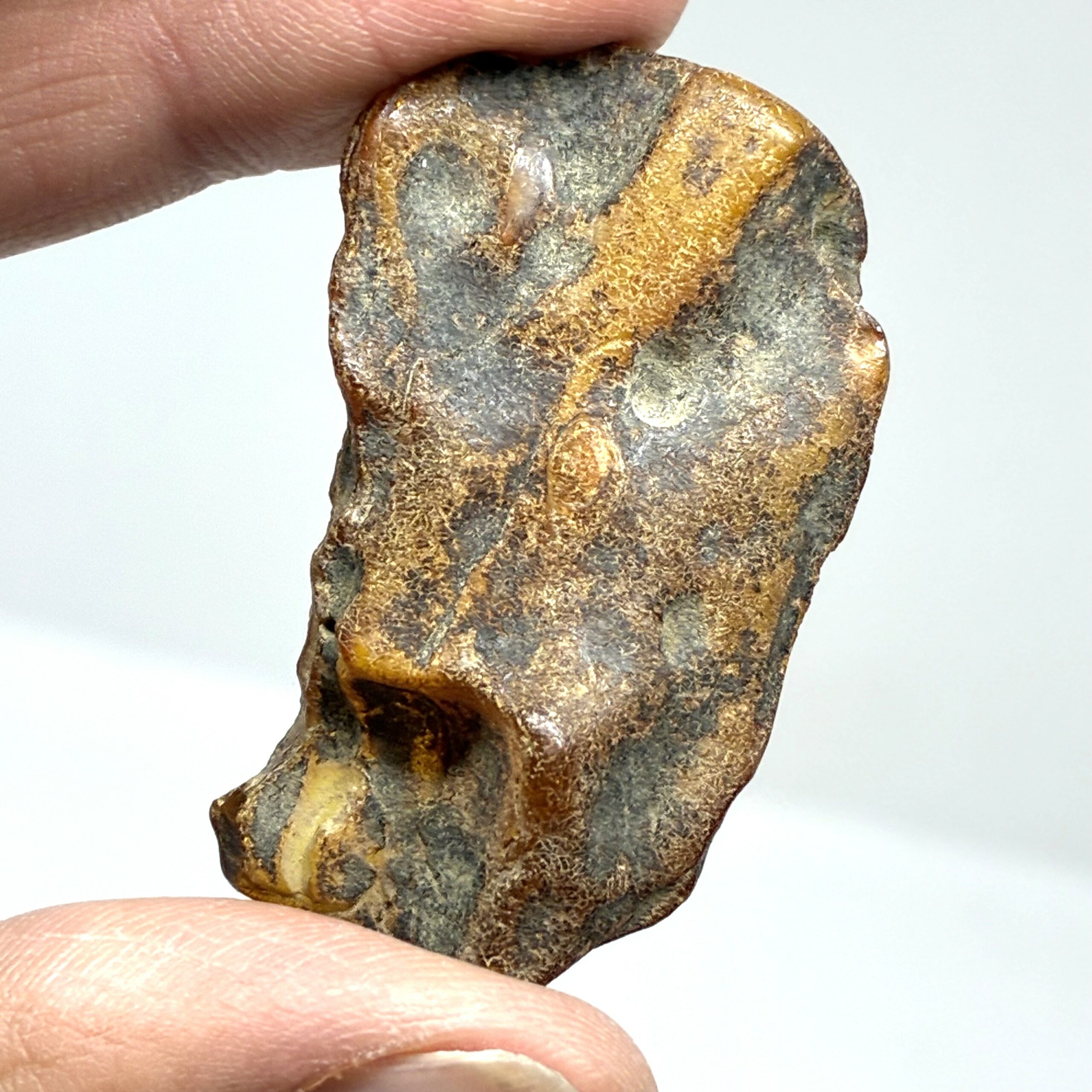 Rav med insekt inklusion