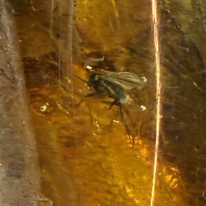 Rav med insekt inklusion