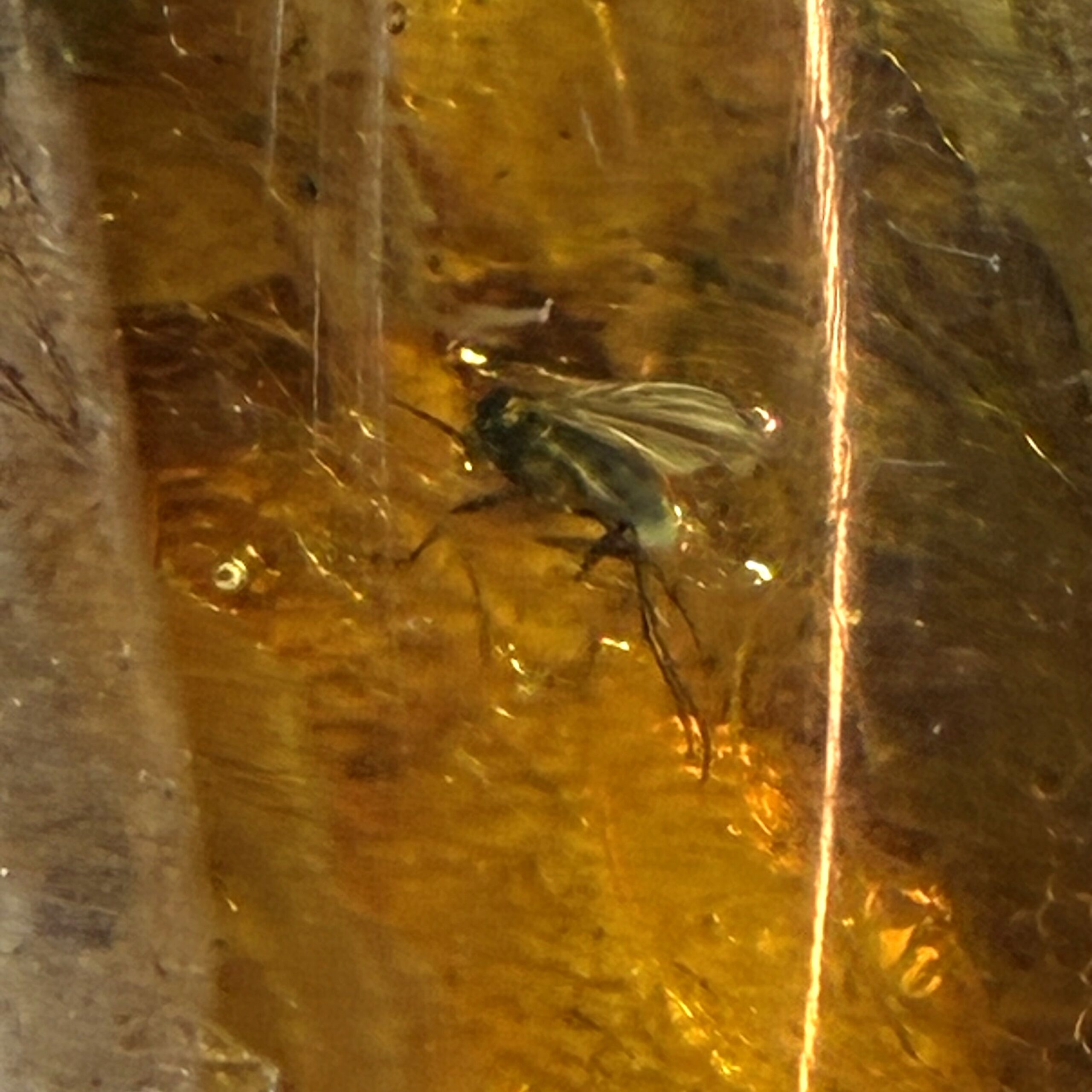 Rav med insekt inklusion