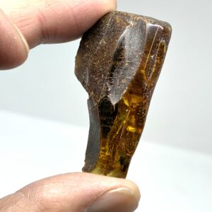 Rav med insekt inklusion