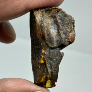 Rav med insekt inklusion