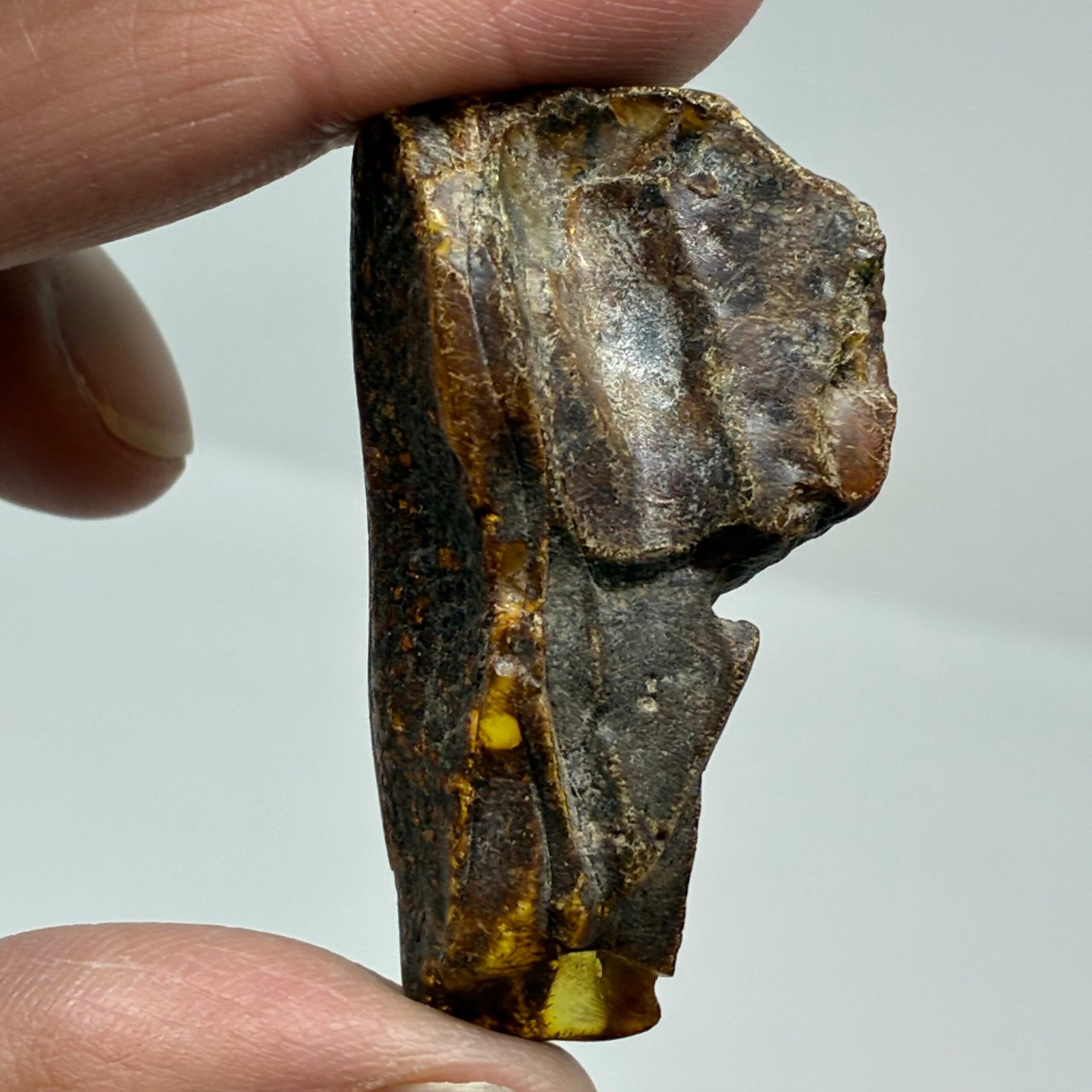 Rav med insekt inklusion