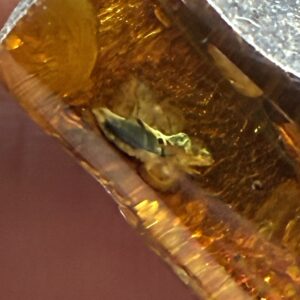 Rav med insekt inklusion