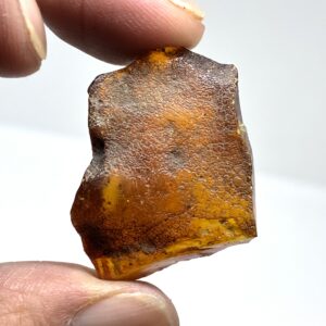 Rav med insekt inklusion