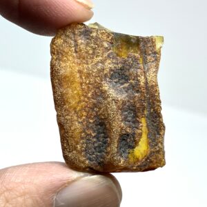 Rav med insekt inklusion