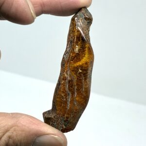 Rav med insekt inklusion