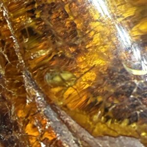 Rav med insekt inklusion