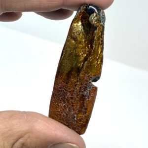 Rav med insekt inklusion