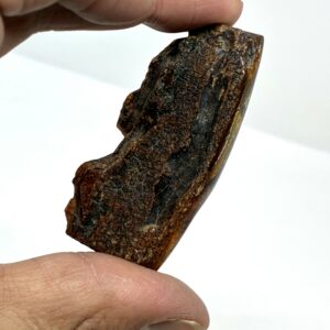 Rav med insekt inklusion