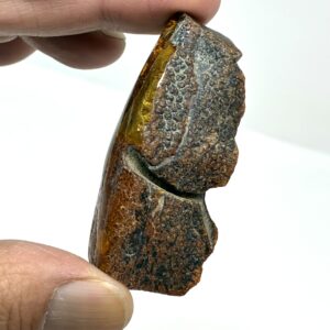 Rav med insekt inklusion