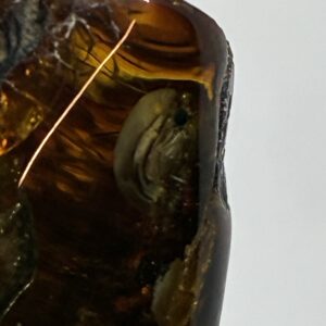 Rav med insekt inklusion