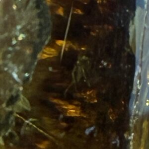 Rav med insekt inklusion