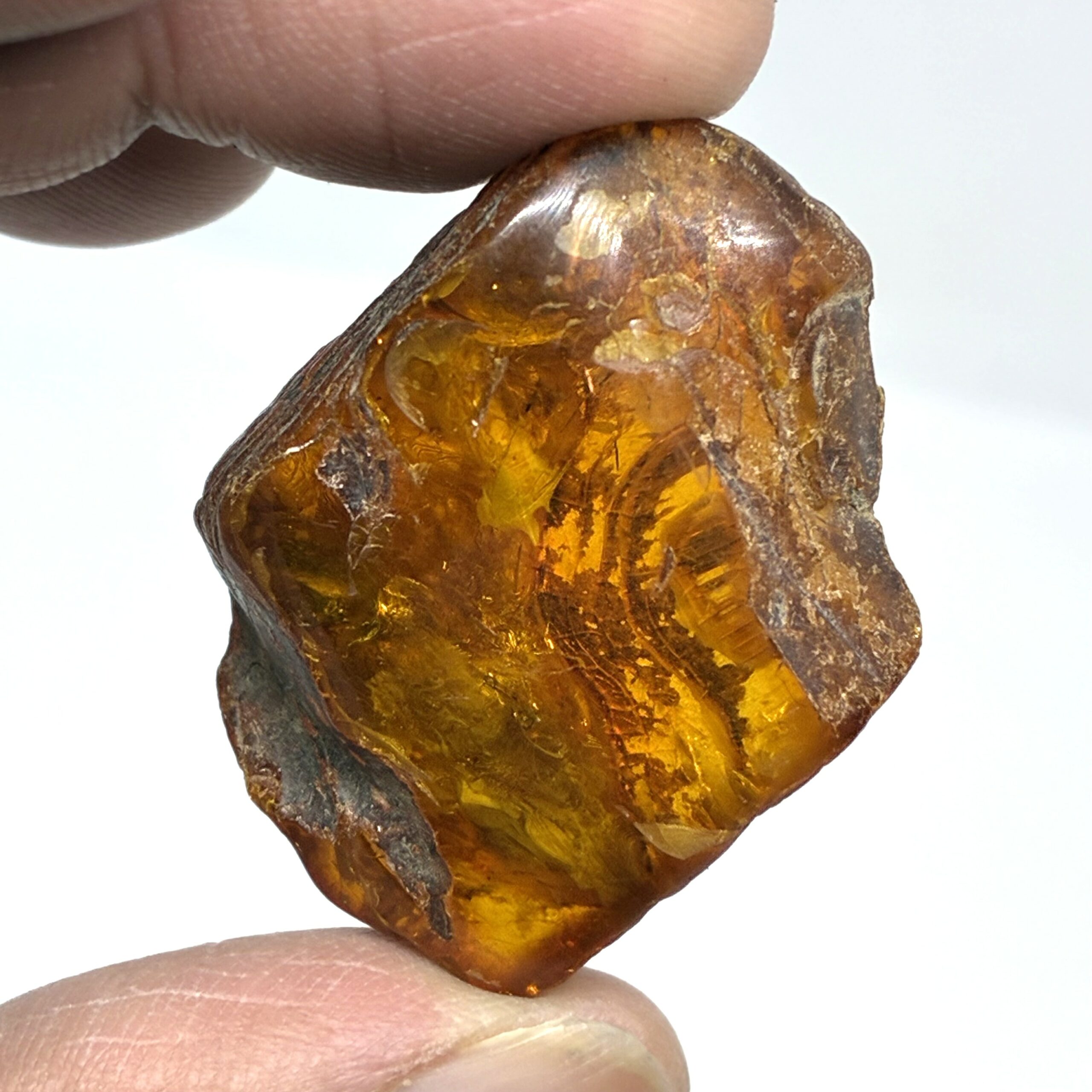 Rav med insekt inklusion