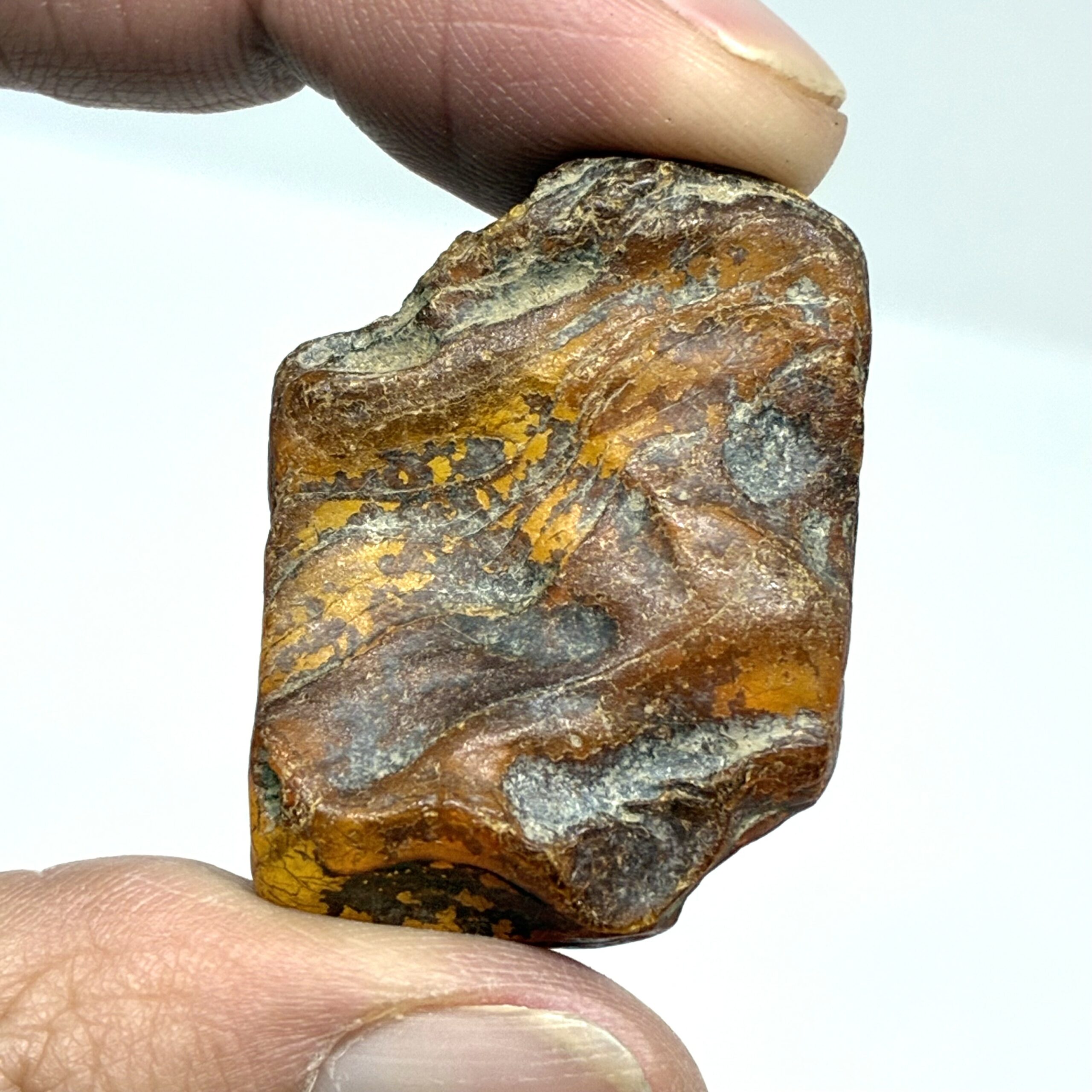 Rav med insekt inklusion