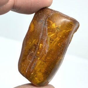 Rav med insekt inklusion