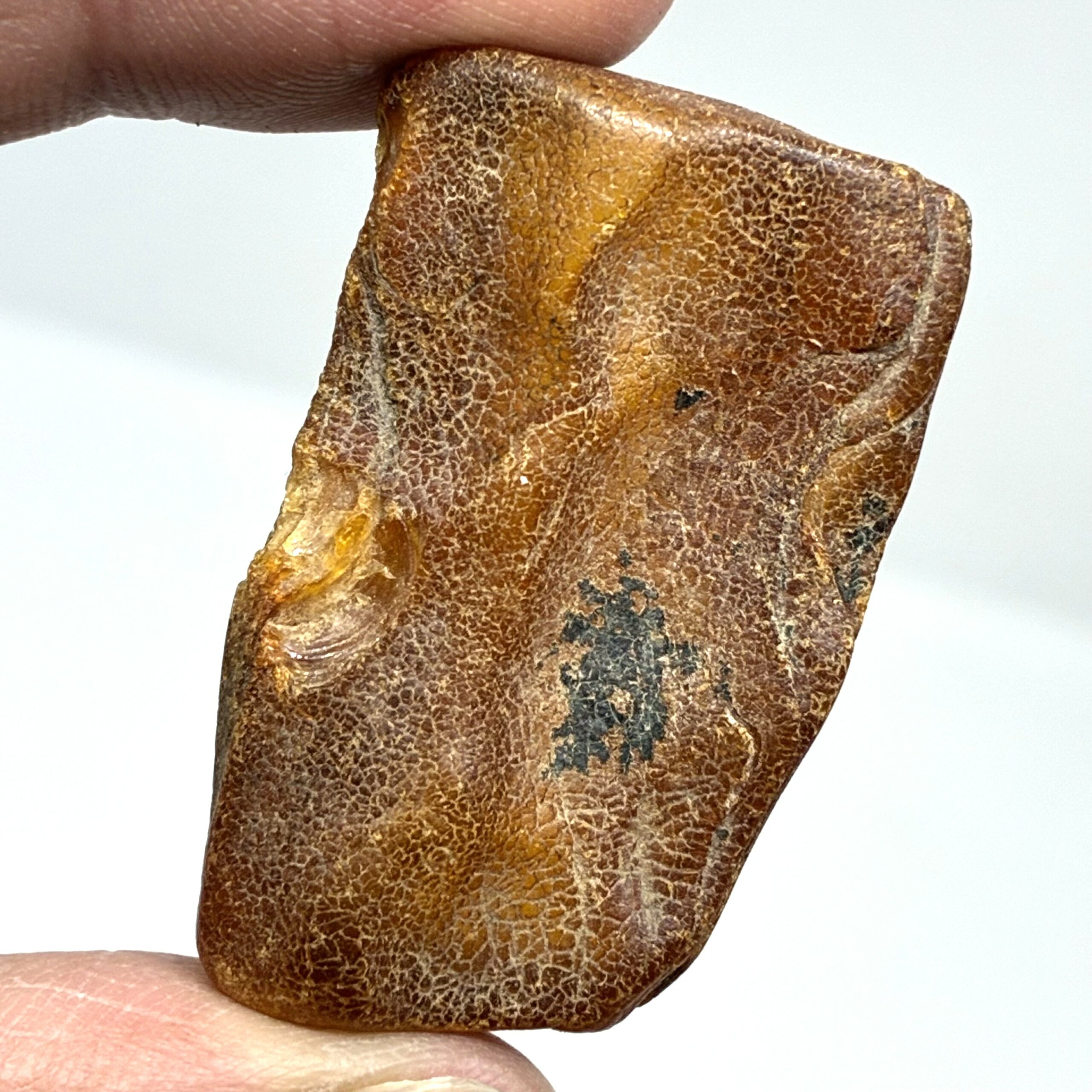 Rav med insekt inklusion