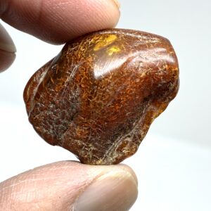 Rav med insekt inklusion