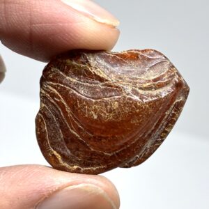 Rav med insekt inklusion