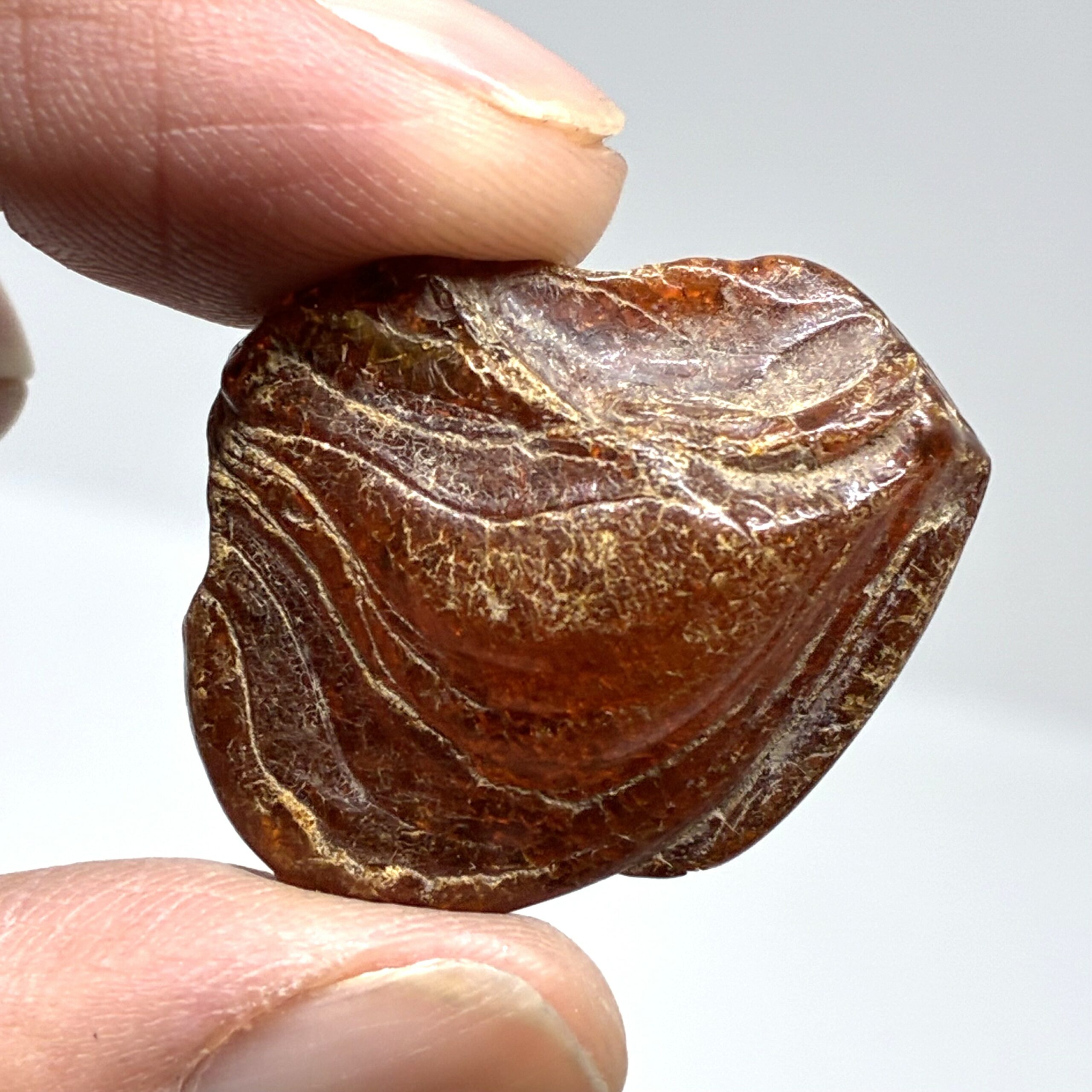 Rav med insekt inklusion