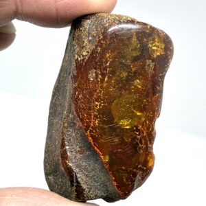 Rav med insekt inklusion