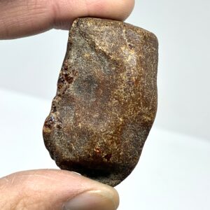 Rav med insekt inklusion